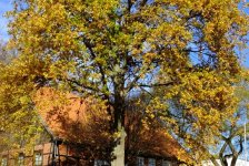 Herbst in Hattrop 2018